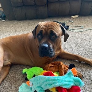 Meet your Posher, Heidi